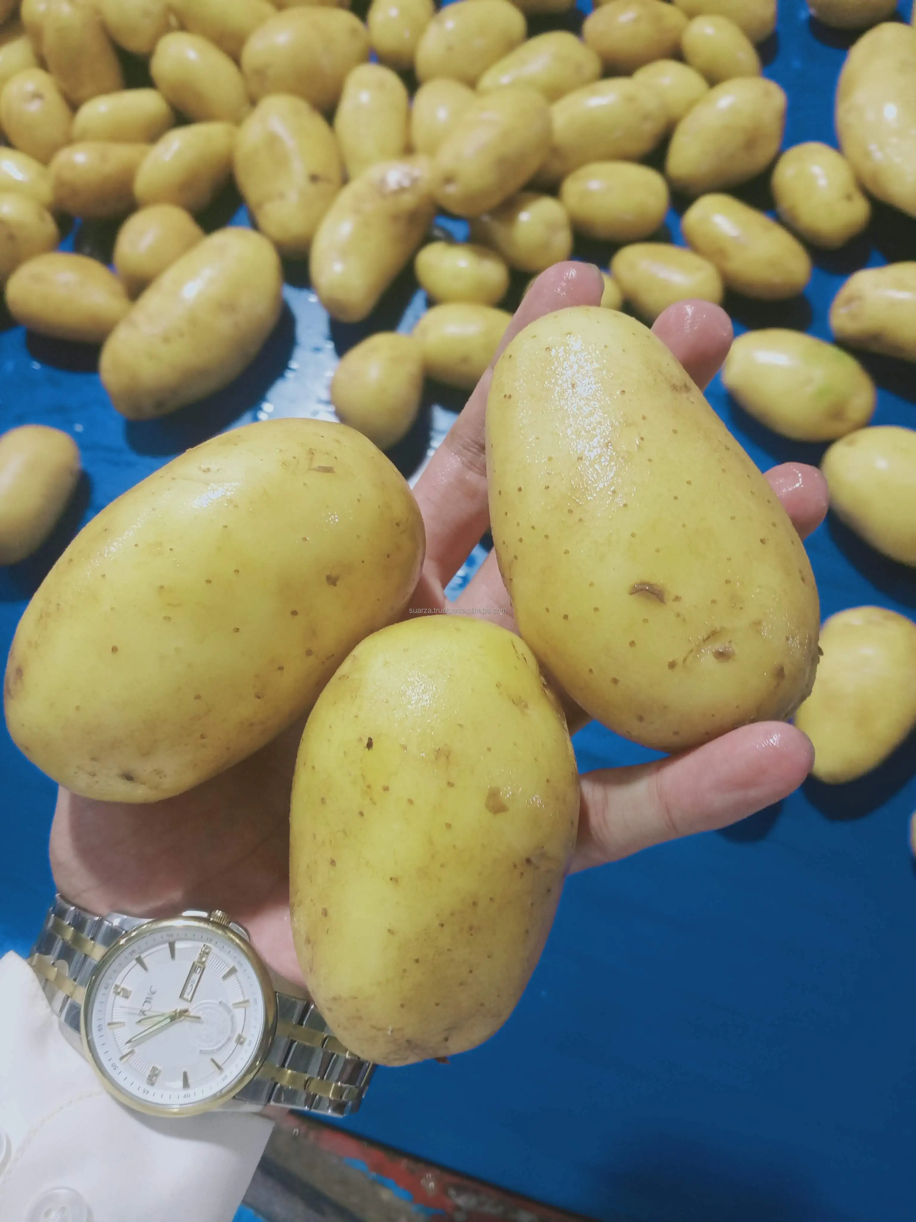 Fresh Mozika Potato Special for Industrial Chips