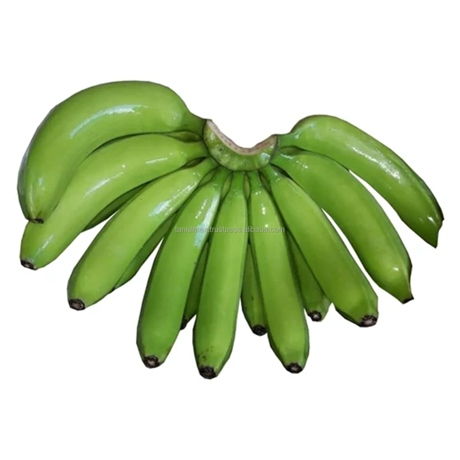 GLOBAL B2B BANANA TRADE - SOURCE THE BEST CAVENDISH VARIETY