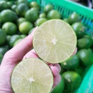 Natural Fresh Seedless lemon from Vietnam Pure Sour Flavor Lime and Lemon without Seed for Wholesale
