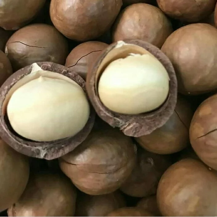 Премиум Vietgap стандартный процесс сушеных орехов макадамии (Macca) из Вьетнама низкая цена