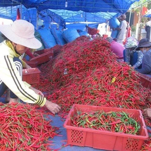 Natural Chilli Big Chili Pepper High quality Wholesale Dried Red Chili For Seasoning From Vietnam