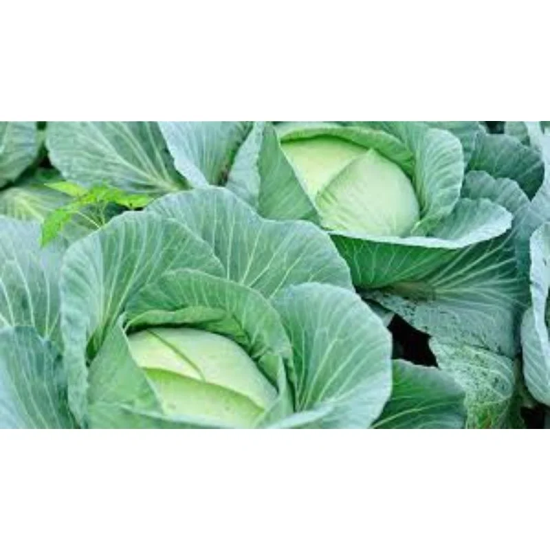 Cabbage fresh vegetable in customize pouch packing by sea / air / courier export (10000008903653)