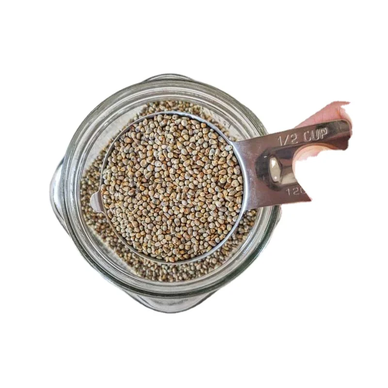 Bajra / Green Millet for animal feed in foreign matter 3% exporter by MN GLOBAL IMPEX