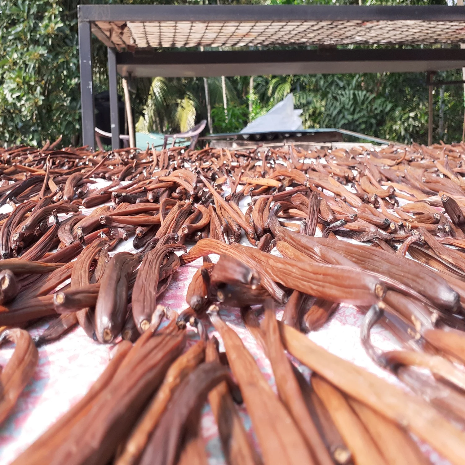 Fresh Crop Top Grade 10 Organic Vanilla Beans [6+ Inch] from Sri Lanka Dried Vanilla Beans WM