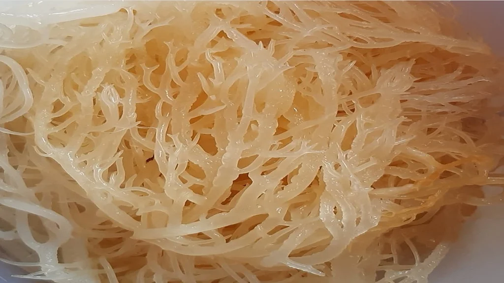 Морской мох полностью натуральный морской сырой золотой ирландский органические сушеные морские