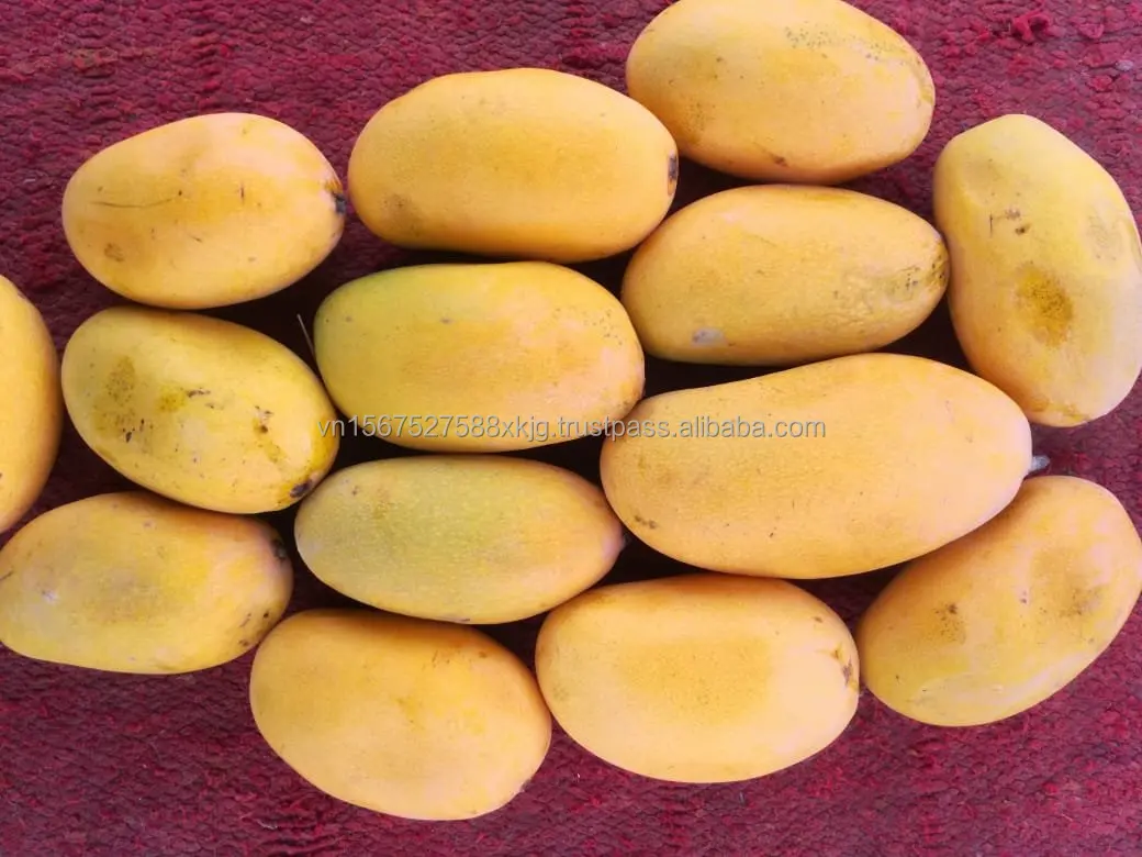 [HOT] High quality fresh Cat chu mangoes fresh fruit natural export from reputable manufacturers in Vietnam