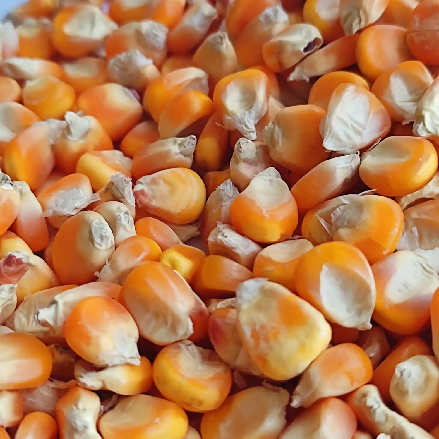 Rich Quality Yellow Corn Supplier