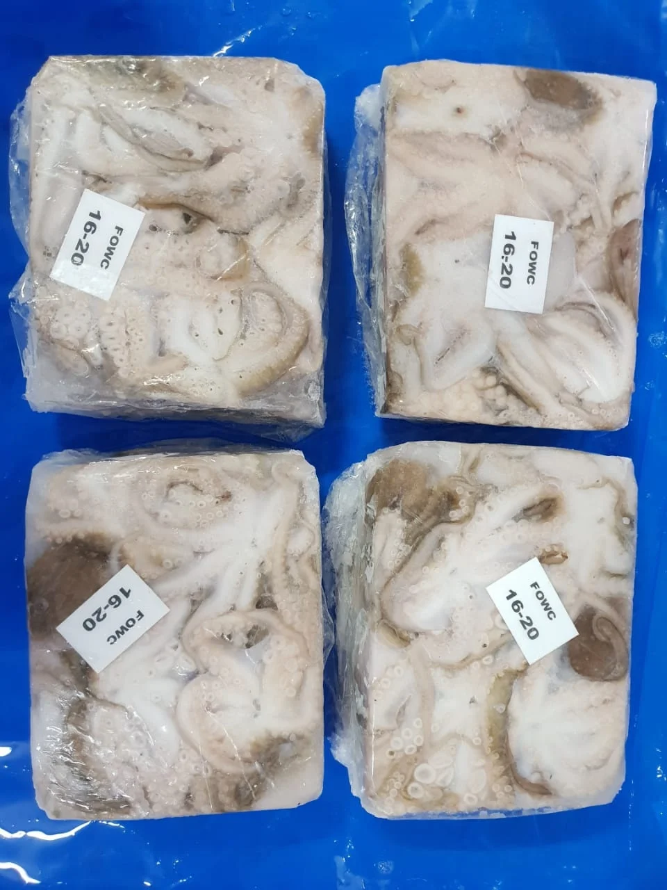 Высококачественный замороженный осьминог, очищенный из Индии