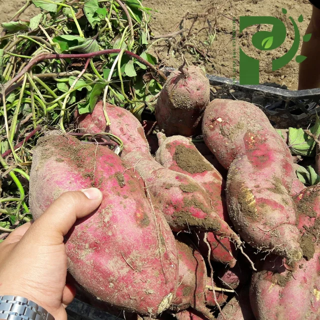 Органический фиолетовый сладкий картофель из Вьетнама высокого качества/100% натуральный картофель-оптовая продажа сладкого картофеля от вьетнамского поставщика