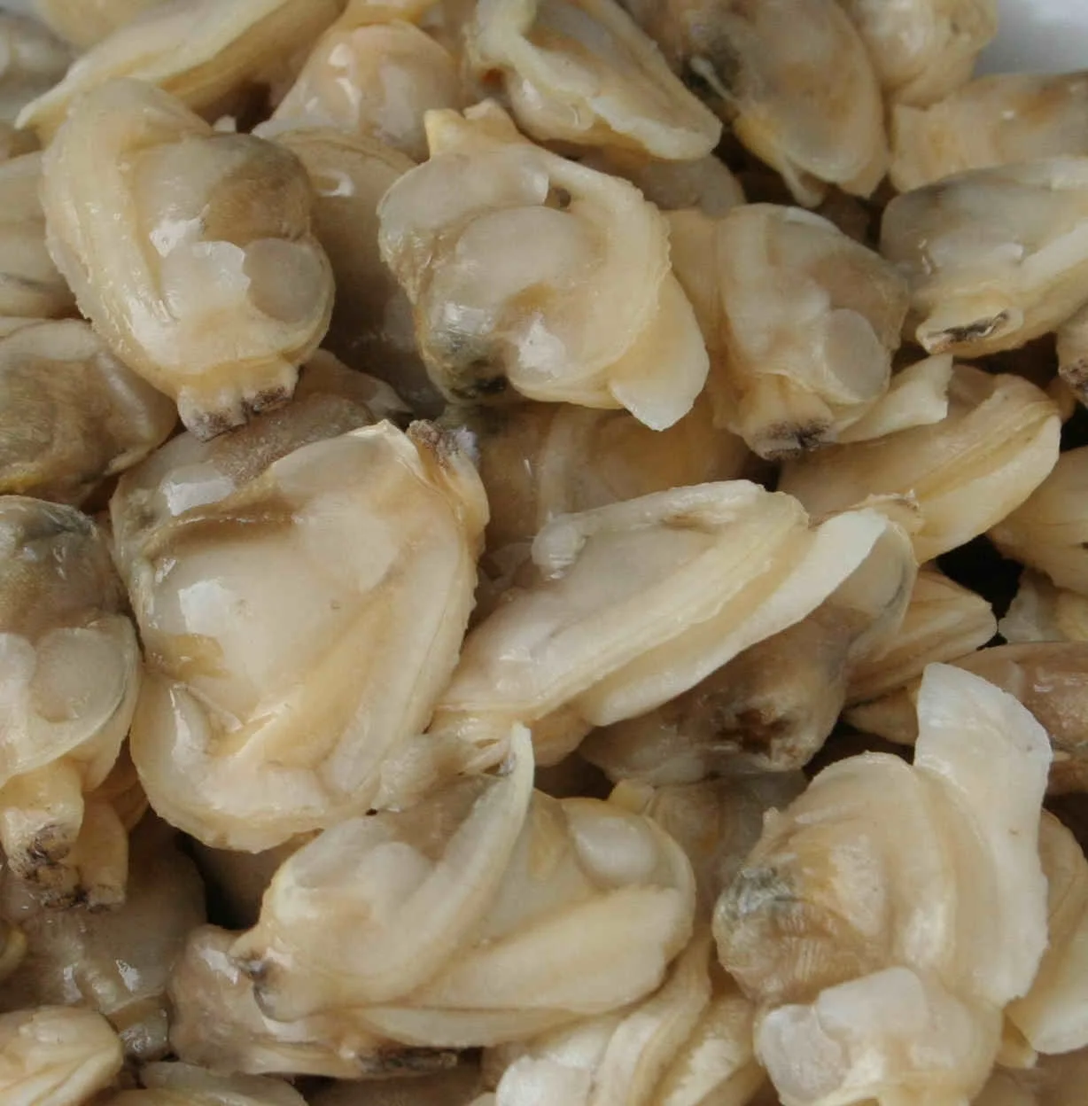
24 Months Shell Life IQF Freezing Process Frozen Style Bivalves (clams) origin from Vietnam 