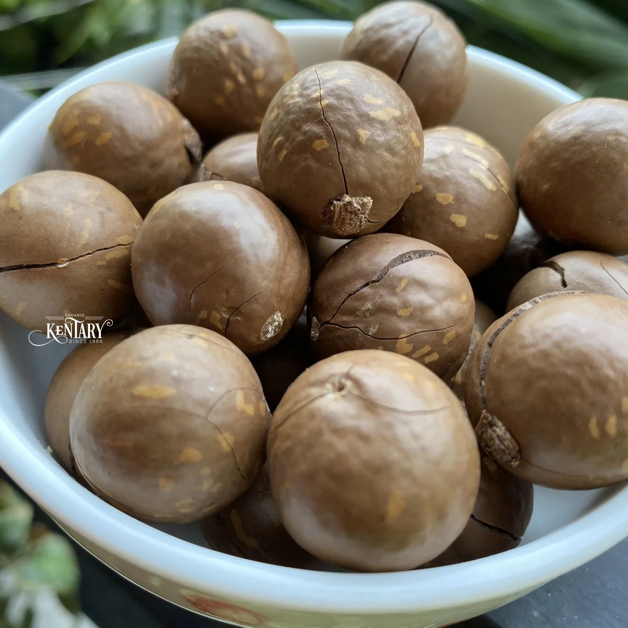 Wholesale Macadamia Nut Cracker In Sell Hight Quality Cheap Price Factory in Vietnam 100% Pure non GMO