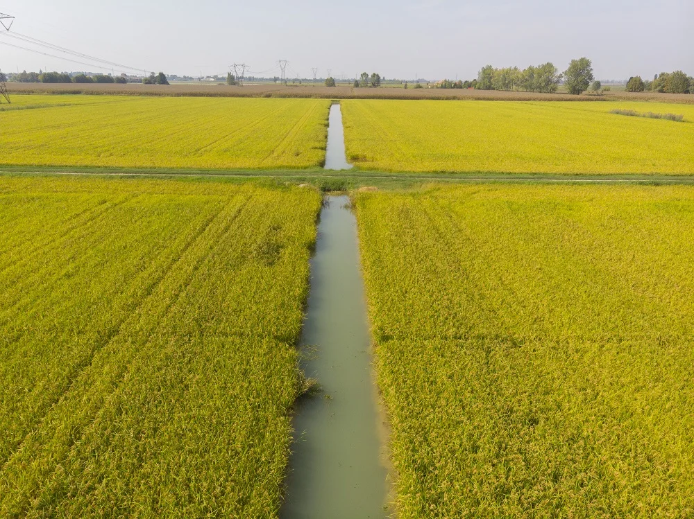 Best Italian Quality cellophane food bag in modified atmosphere 5 kg Sushi Rice For Export