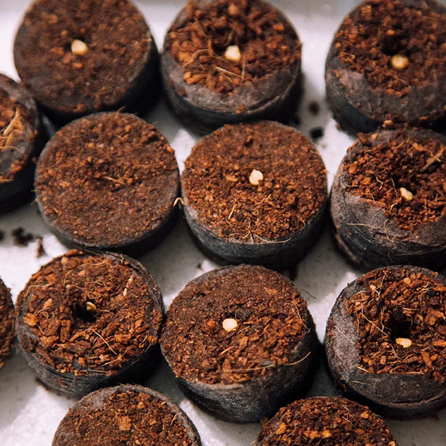 COCO PEAT FOR TOMOTTO GROWERS