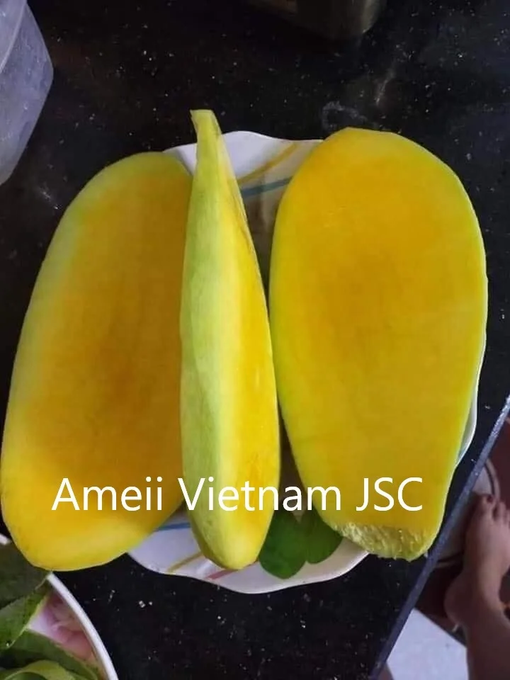Best Quality Green Mango From Viet Nam