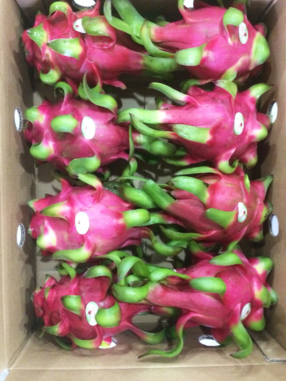 High Quality Binh Thuan Agriculture Products Red Flesh White Flesh Dragon Fruit From Vietnam 4.5kg per Box