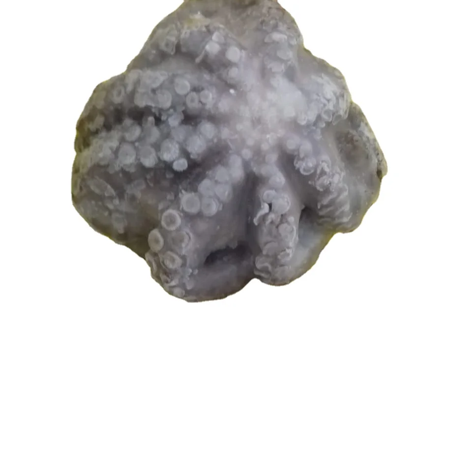 FROZEN FLOWER OCTOPUS GOOD QUALITY INDONESIAN ORIGIN