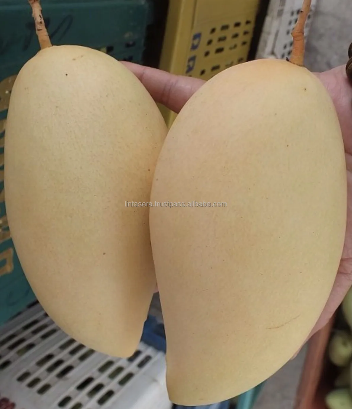 Thailand Export Quality  Best Selling Mangoes Known As Nam Dok Mai