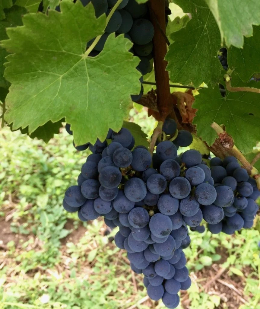 Французское органическое сертифицированное красное вино Chateau de Cranne от vignibles Lacoste 12.5% alc высокое качество Merlot Cabernet для банкетов