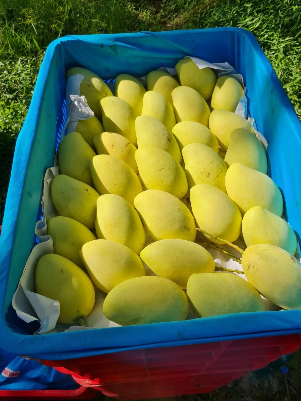 Свежая термообработка Cat Chu Mango (VHT) Vietnam Green +