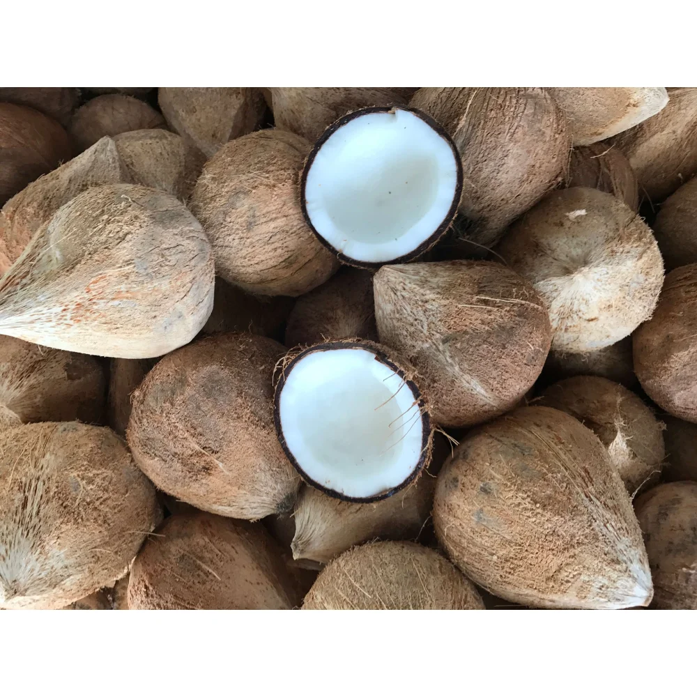 Semi Husked Coconut Dry Coconut Dry Fruit And Nuts High Quality Competitive Price Hot Selling Vietnam