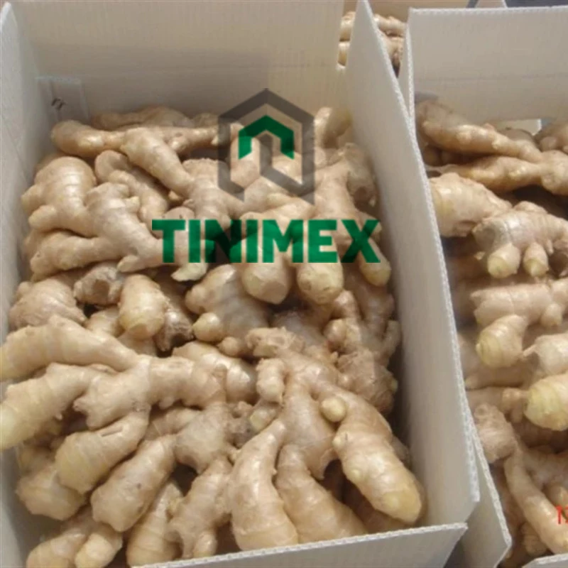 TINIMEX GINGER | High Quality Fresh Elephant Ginger From Vietnam 2024/ Fresh Ginger Export Tel 0084366808683)