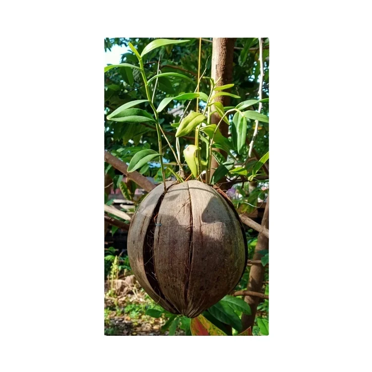 Best Range of Highest Quality Coconut Husk Shell for Flower Plants