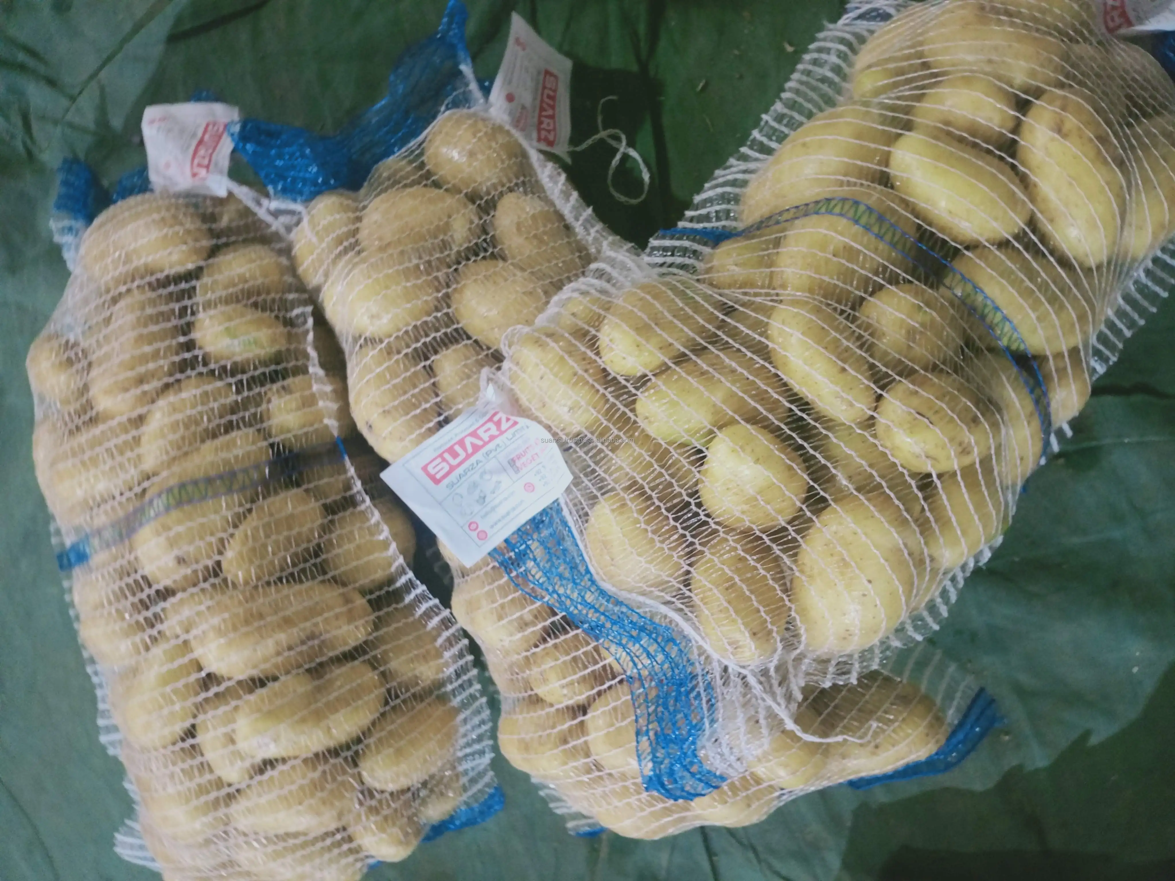 Fresh Mozika Potato Special for Industrial Chips
