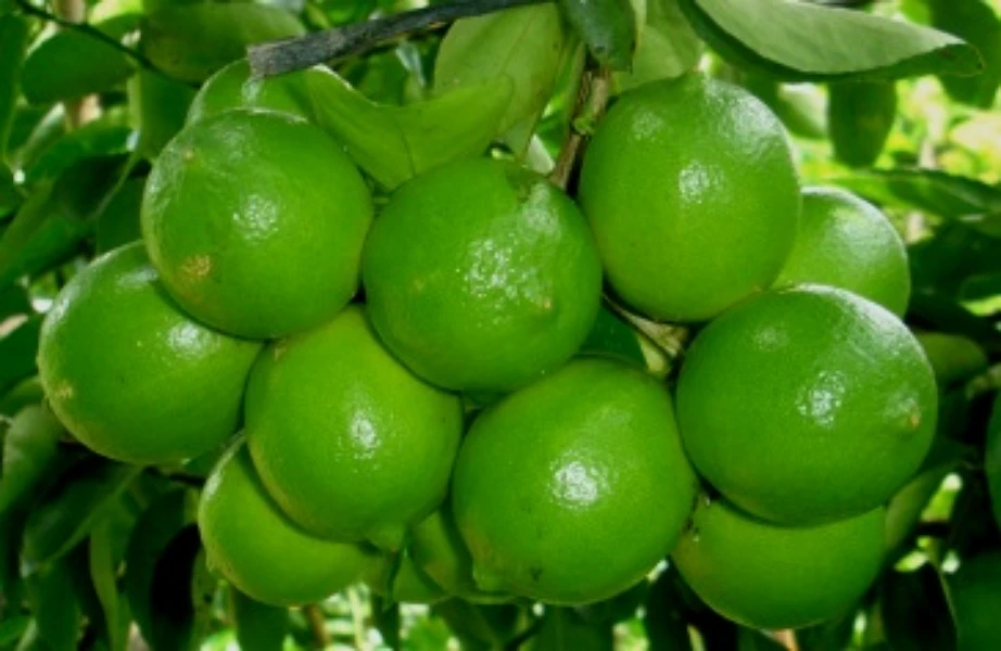 Оптовая продажа, Лучшая цена, свежий лимон без семян, свежий зеленый лимон, экспортное качество