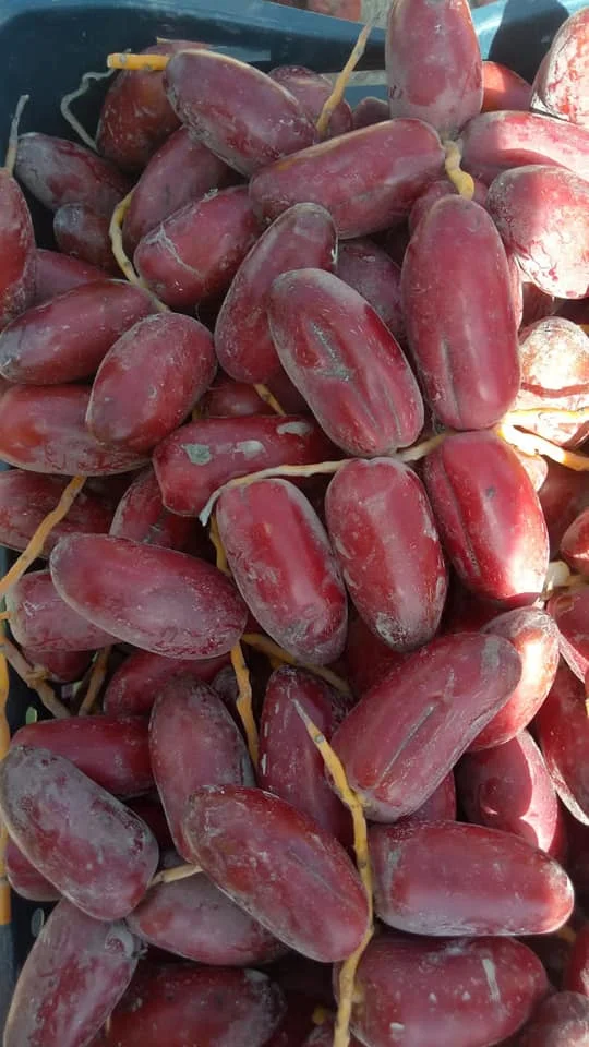 High Quality Fresh Egyptian Red Zagloul Dates for Export