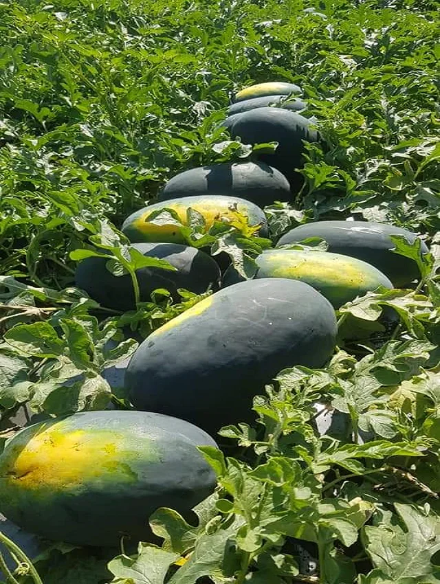  Семена гибридного арбуза Tiger King F1 по оптовой цене от 3 до 5 кг