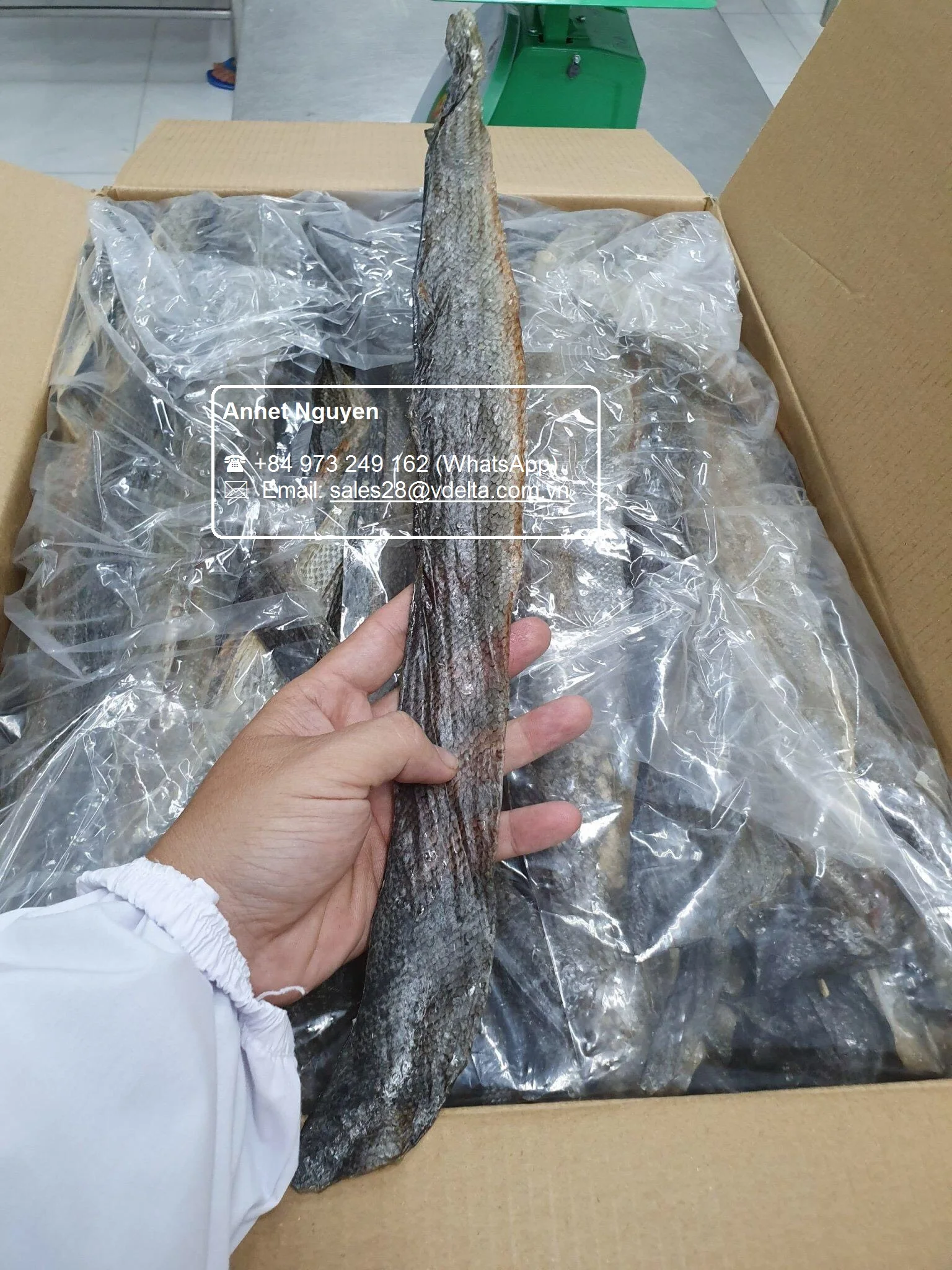 CHEAP PRICE DRIED SALMON/PANGASIUS/ BASA FISH SKIN // Amy +84 383 655 628
