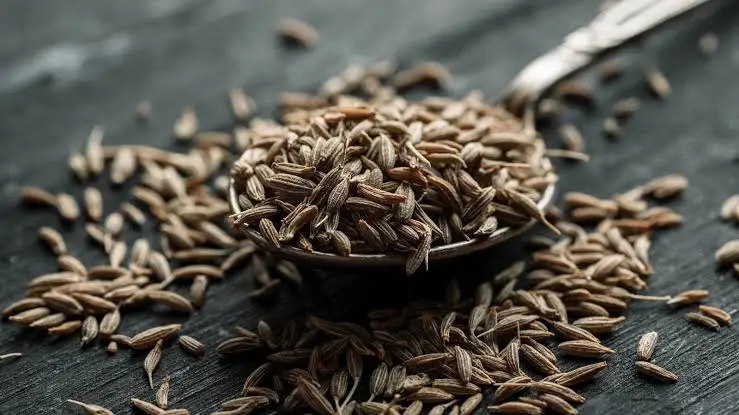 
COMINHO / KOMIJN / KAMMUN / SPISKUMMIN / COMINO DI CUMIN Seeds India 