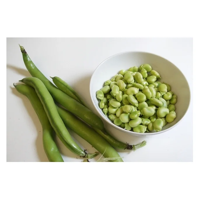 
Top Quality fresh Broad Beans for sale At Cheapest Wholesale Price in Bulk Quantity 