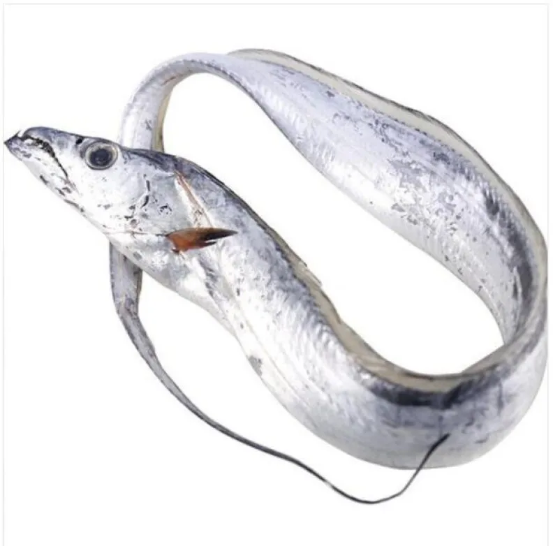 frozen fish fresh tilapia supplier block bulk style packaging package  ribbon fish  hairtail belt  frozen fish fresh ribbon