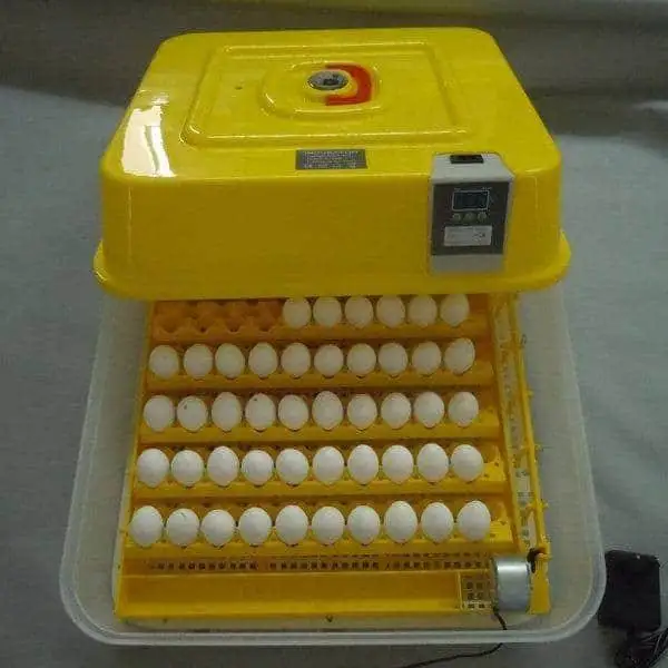 High Quality Fresh Chicken Eggs FOR SALE