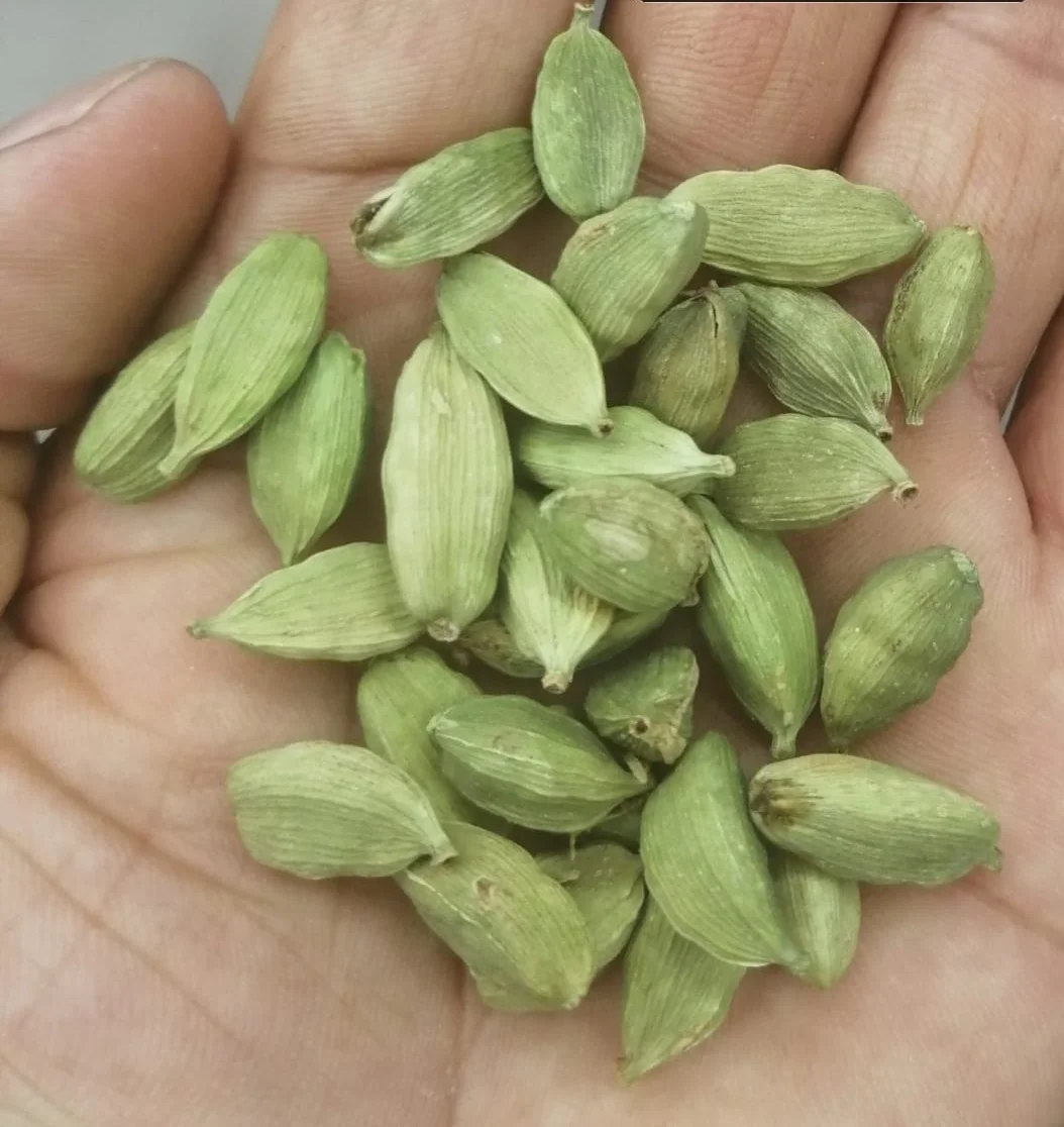 Indian exporter organic green cardamom seeds whole powder husk bold sortex machine clean at wholesale price