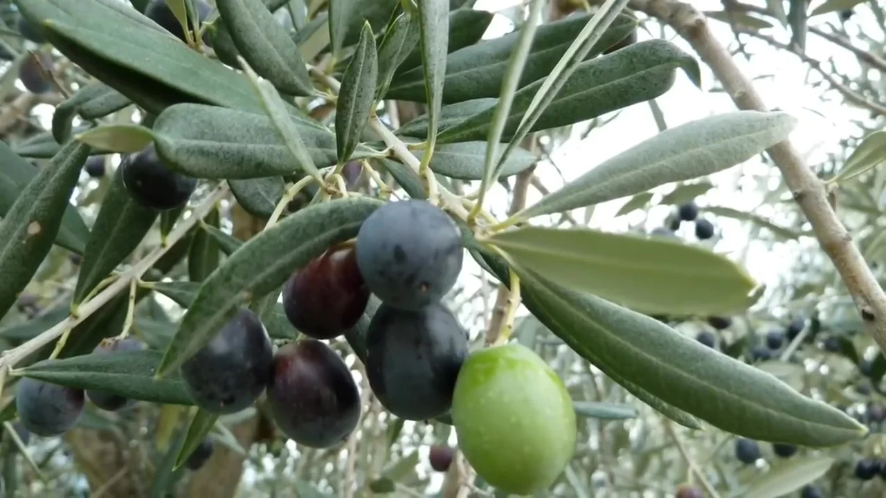 Best Price Organic Extra Virgin Olive Oil 1 LT 3 LT 5 LT Made in Italy Retail Restaurants Horeca