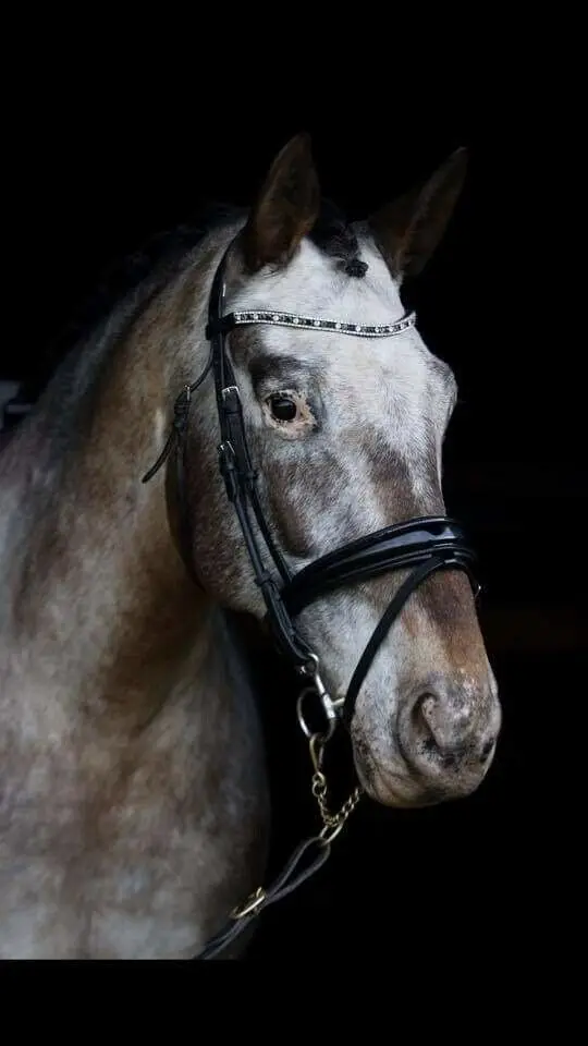 Leather Anatomic Horse Bridle On High Quality Indian Leather With Patent Leather SS Buckles And Cow Soft Padding