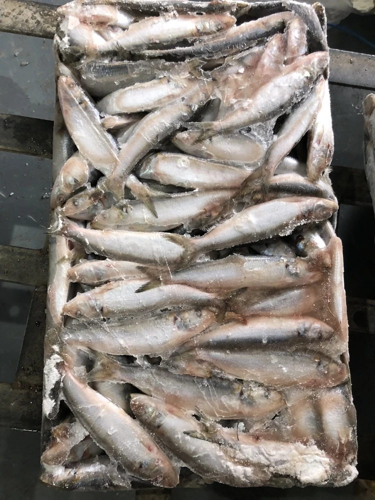 Whole Round Sardine Titus Sardine Frozen Fish Omega Sardines from China