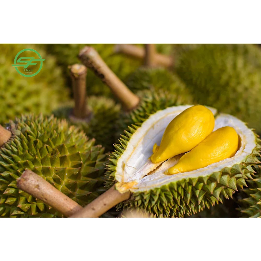 High quality durian fruit from Vietnam - Wholesale durian fresh (Whatsapp/zalo/wechat: +84 912 964 858)