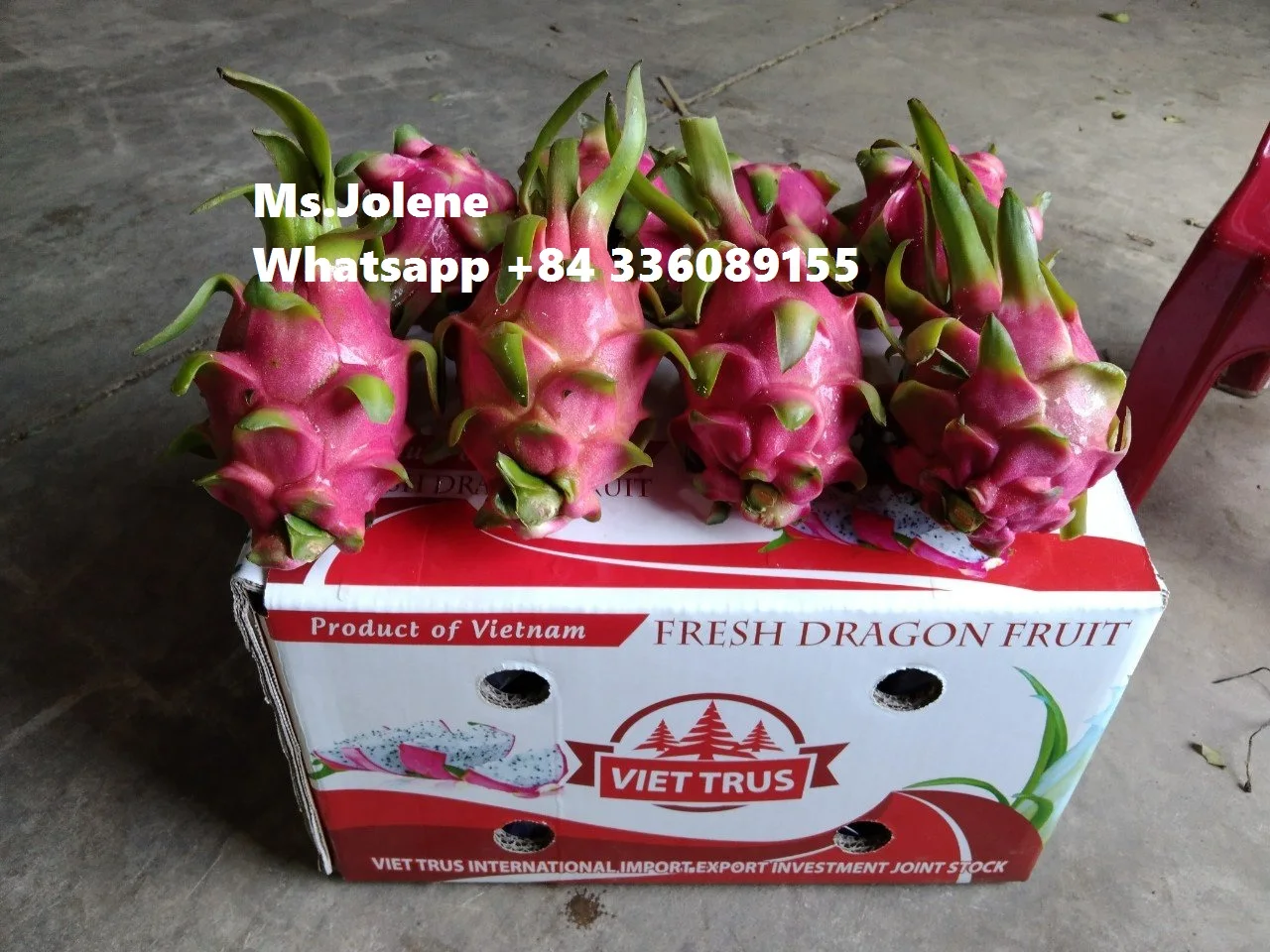 Вьетнамский фрукт дракона по более низкой цене и высокого качества/Jolene + 84 336089155