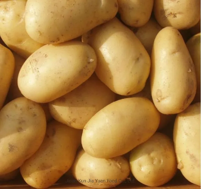 China Hot Sale Fresh Potato Export