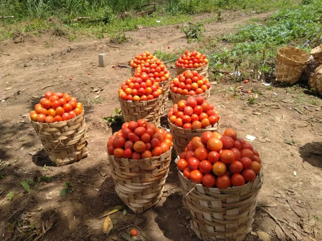 
Tomato Hybrid Rida F1 Seeds 