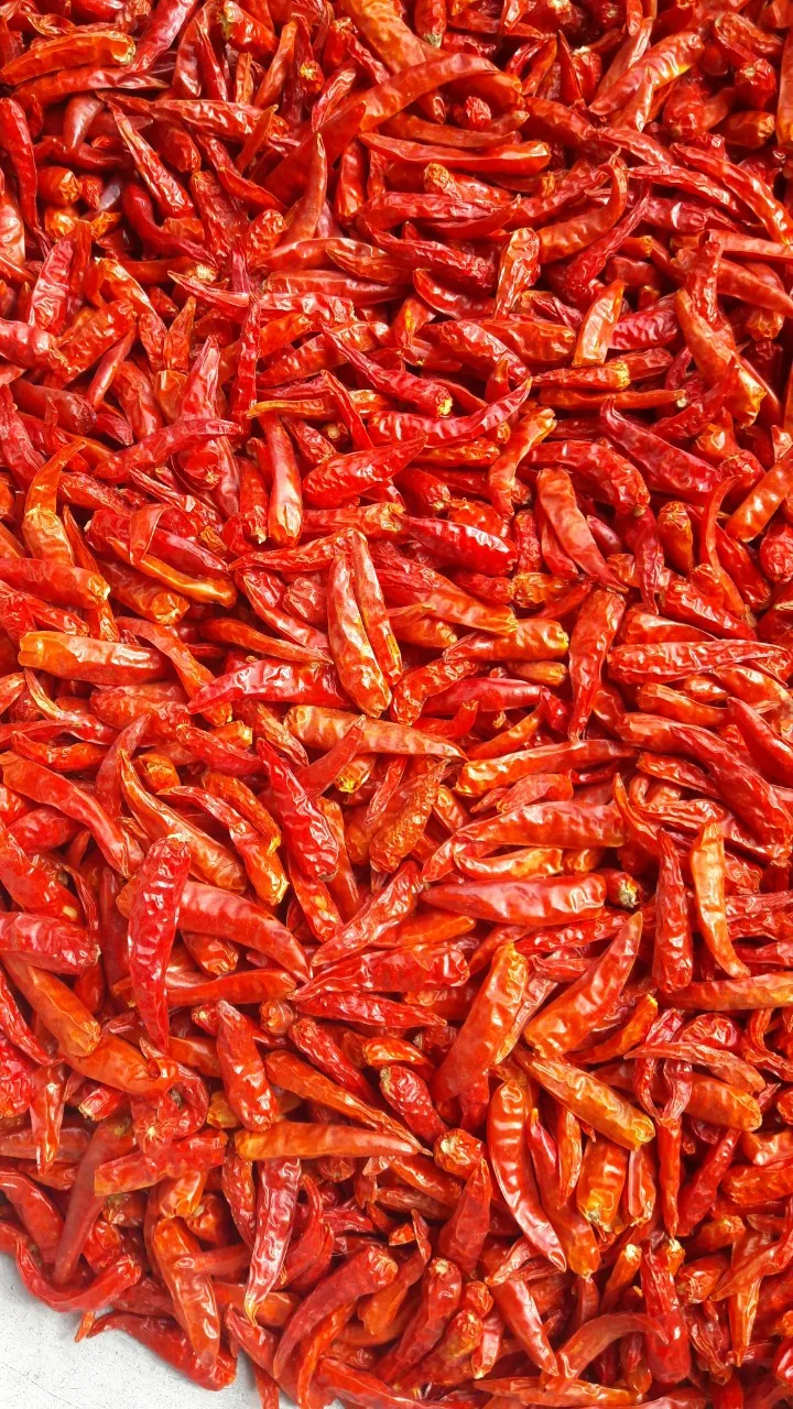 
Supplying frozen red chili whole from Vietnam with best price_Vikafoods (+84983028718). 