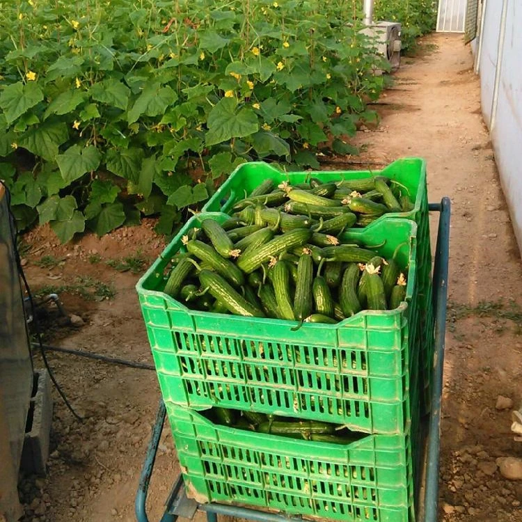long cucumber (1700006041405)