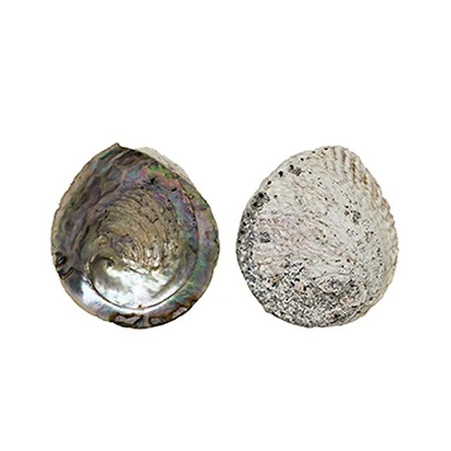 Abalone Seashell Material, Bulk Sea Shells, Small Sea Shells