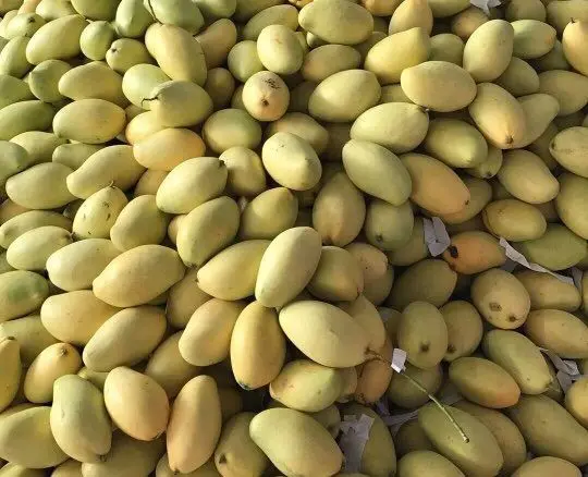 Свежее манго (KEO манго) на продажу/Хелен N +