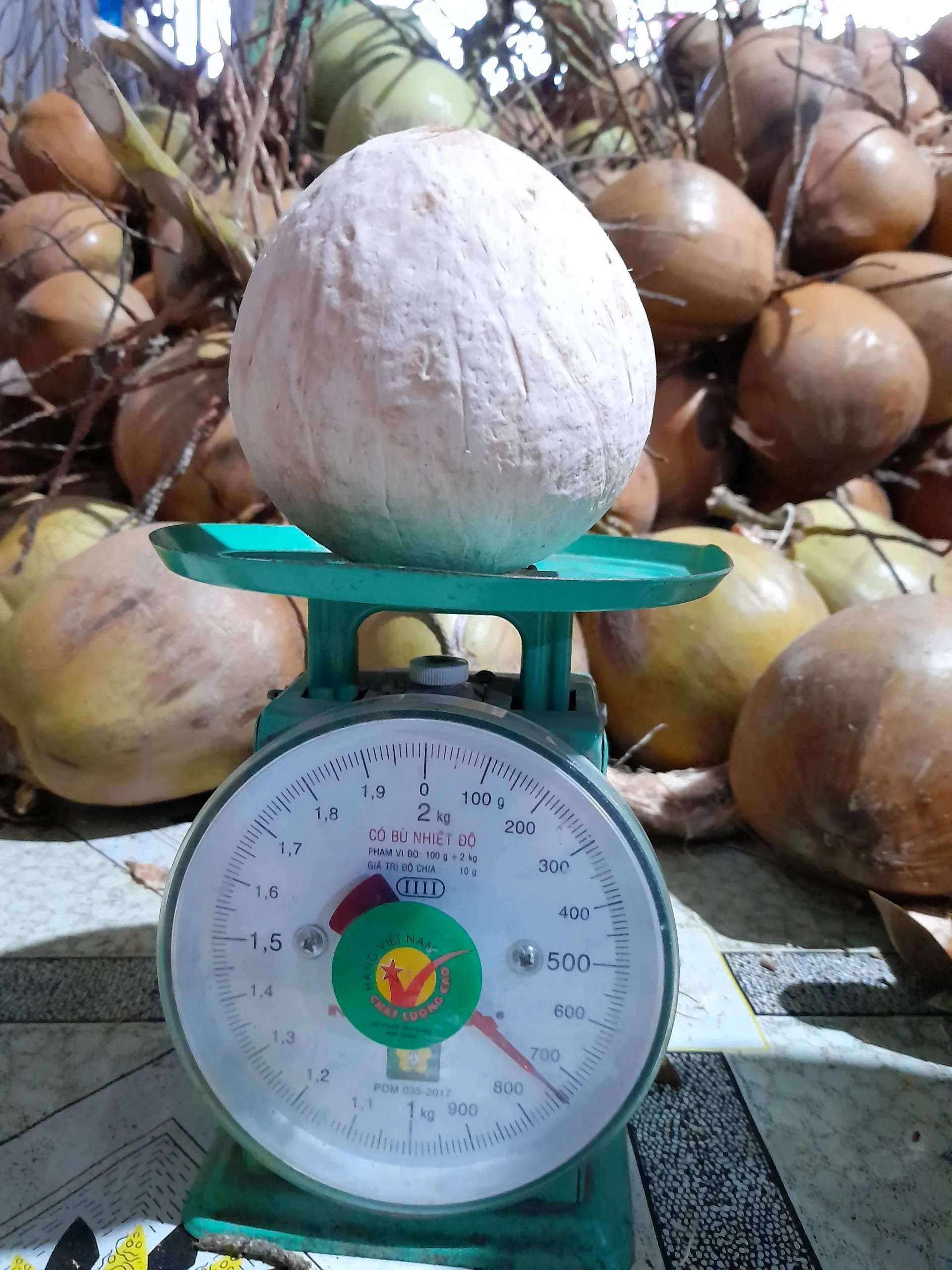 Свежий молодой кокос