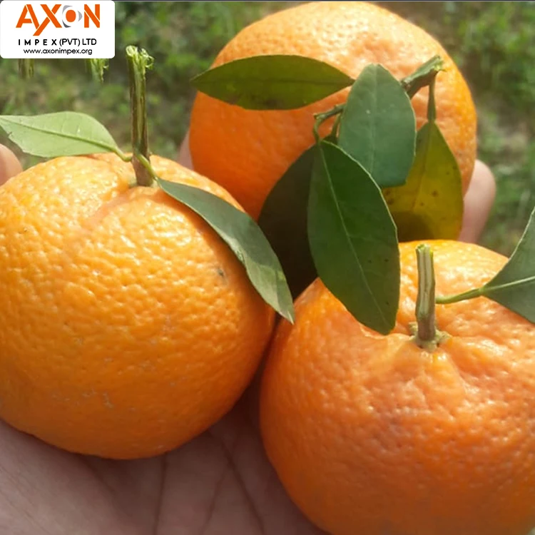 
Best Quality Fresh Mandarin Orange Made In Pakistan with Low Price Clementine, Persmandarijn, Juicy mandarins MANDARIN FROM PAK 