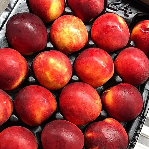 
Nectarines Wholesale Greek Origin 100% Natural Best Price Fresh Nectarines 